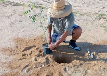 Reforestan campo deportivo en Las Veredas; avanza rescate de espacios públicos