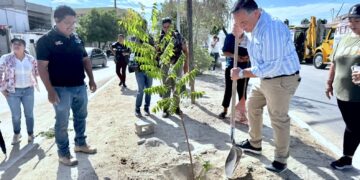 Reforestan campo deportivo en Las Veredas; avanza rescate de espacios públicos