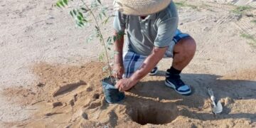Reforestan campo deportivo en Las Veredas; avanza rescate de espacios públicos