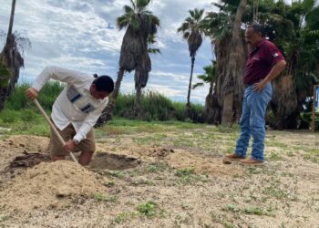 Atiende Ayuntamiento de Los Cabos denuncia ciudadana en materia de protección a la tortuga marina