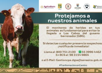 Piden a productores de Los Cabos mantener monitoreo permanente para evitar presencia de gusano barrenador (GBG)