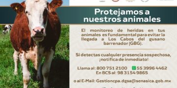 Piden a productores de Los Cabos mantener monitoreo permanente para evitar presencia de gusano barrenador (GBG)