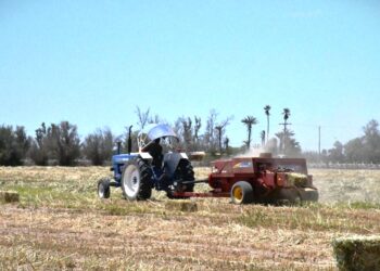 Inicia el Gobierno del Estado el proceso de cosecha de sorgo en Comondú