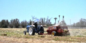 Inicia el Gobierno del Estado el proceso de cosecha de sorgo en Comondú