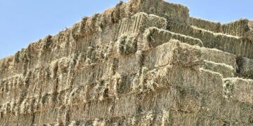 Inicia Gobierno Estatal primer corte de la segunda etapa producción de forraje en vivero de Comondú