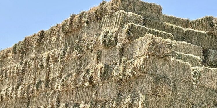 Inicia Gobierno Estatal primer corte de la segunda etapa producción de forraje en vivero de Comondú