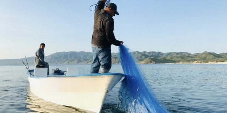 Gobierno de BCS trabaja activamente en el desarrollo del sector acuícola