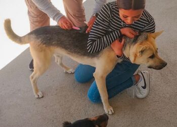 MULEGÉ REFUERZA SALUD PÚBLICA CON CAMPAÑA ANTIRRÁBICA EN PACÍFICO NORTE: APLICAN 678 VACUNAS