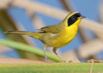 Los Cabos será sede del Primer Festival Internacional de Aves 2025