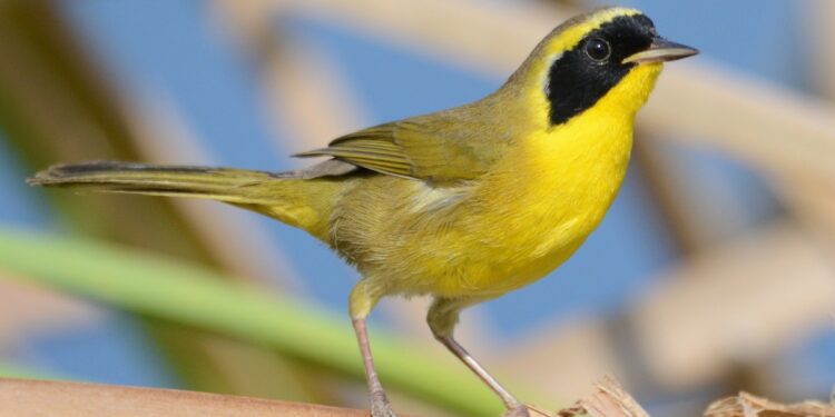 Los Cabos será sede del Primer Festival Internacional de Aves 2025