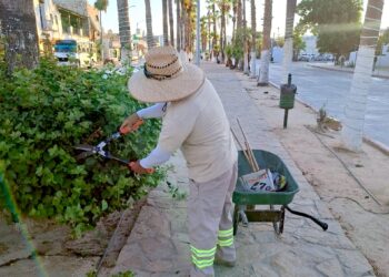 Mantiene Servicios Públicos labores diarias de limpieza y mantenimiento en avenidas y parques de Los Cabos