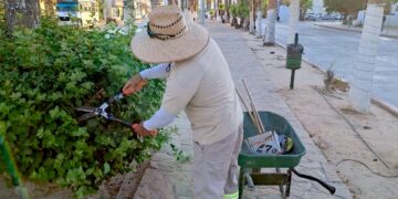 Mantiene Servicios Públicos labores diarias de limpieza y mantenimiento en avenidas y parques de Los Cabos