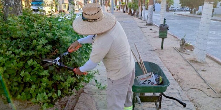 Mantiene Servicios Públicos labores diarias de limpieza y mantenimiento en avenidas y parques de Los Cabos