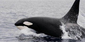 Nadar con orcas en Baja California Sur puede costar hasta 39 mil pesos; expertos alertan sobre riesgos