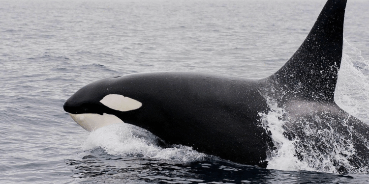 Nadar con orcas en Baja California Sur puede costar hasta 39 mil pesos; expertos alertan sobre riesgos