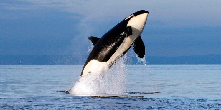 Baja California Sur regula oficialmente el nado con orcas en La Ventana