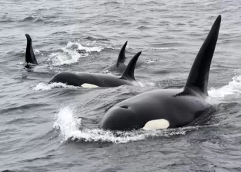 Baja California Sur regula oficialmente el nado con orcas en La Ventana