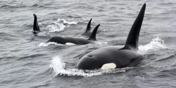 Baja California Sur regula oficialmente el nado con orcas en La Ventana