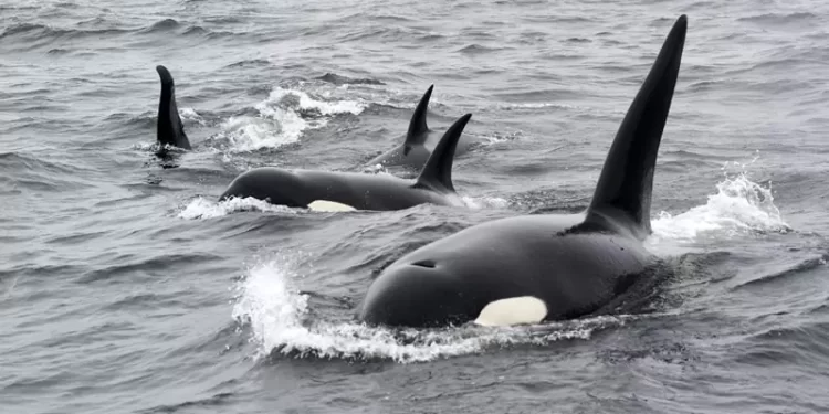 Baja California Sur regula oficialmente el nado con orcas en La Ventana