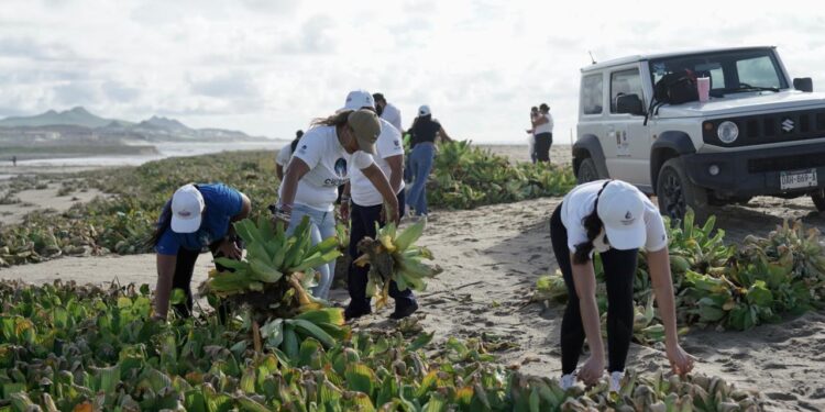Fortalece Gobierno de Los Cabos acciones integrales para la conservación y cuidado del Estero de SJC