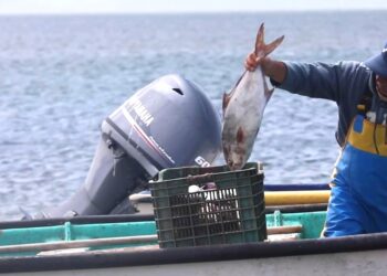 Avanza BCS en la transformación del sector pesquero y acuícola