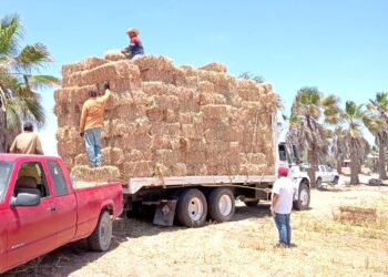 Distribuye SEPADA más de 3 mil pacas de sorgo forrajero a productores locales