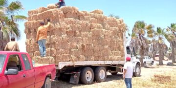 Distribuye SEPADA más de 3 mil pacas de sorgo forrajero a productores locales