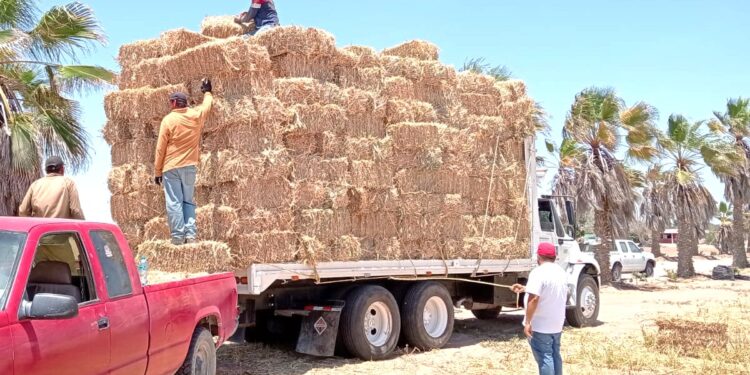 Distribuye SEPADA más de 3 mil pacas de sorgo forrajero a productores locales
