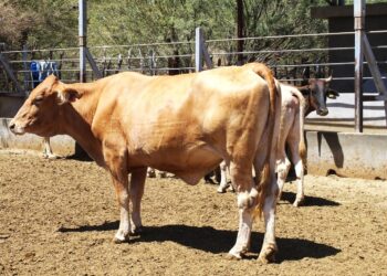 Fortalecen acciones del plan estratégico en materia de Tuberculosis Bovina en BCS