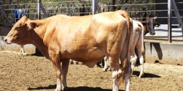 Fortalecen acciones del plan estratégico en materia de Tuberculosis Bovina en BCS