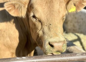 Continúa SEPADA con supervisión de corrales en el municipio de Los Cabos