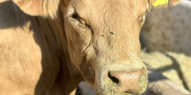 Continúa SEPADA con supervisión de corrales en el municipio de Los Cabos