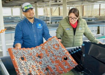 Este 1 de septiembre inicia la veda de abulón en Baja California Sur