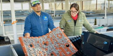 Este 1 de septiembre inicia la veda de abulón en Baja California Sur