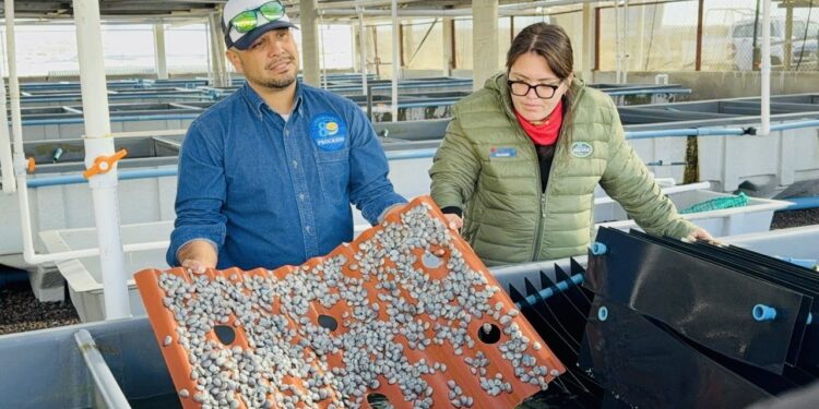 Este 1 de septiembre inicia la veda de abulón en Baja California Sur