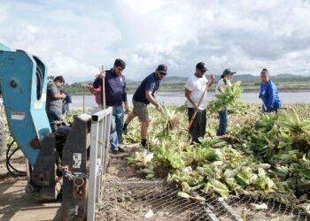 Tras el paso de “Lorena” extraen 18 toneladas lirio acuático y lechuguilla en el estero de SJC