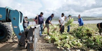 Tras el paso de “Lorena” extraen 18 toneladas lirio acuático y lechuguilla en el estero de SJC