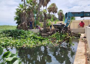 En Jornada de Limpieza retiran del estero lirio acuático y lechuguilla
