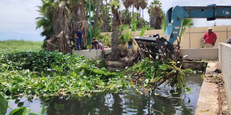 En Jornada de Limpieza retiran del estero lirio acuático y lechuguilla