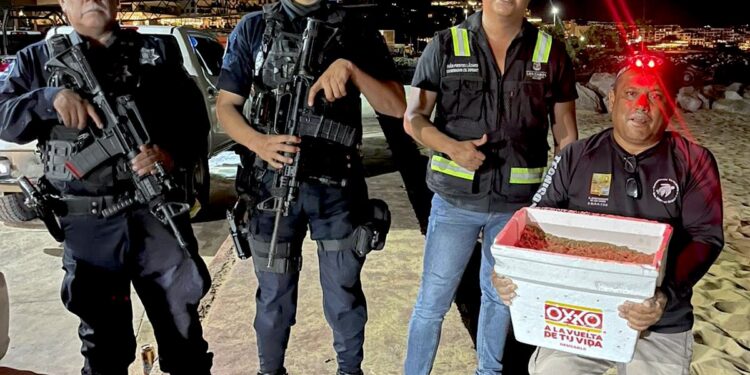 Coordinación interinstitucional garantiza la protección de tortuga marina en la playa El Corsario