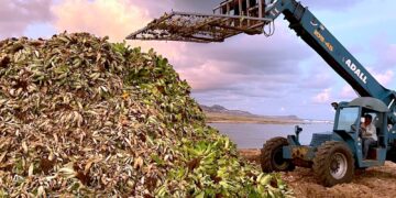 Se ha retirado más de 150 toneladas de lirio y lechuguilla en el Estero de San José del Cabo