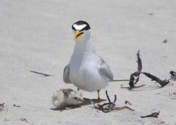 Reportan positiva temporada de anidación del gallito marino en Estero de San José del Cabo