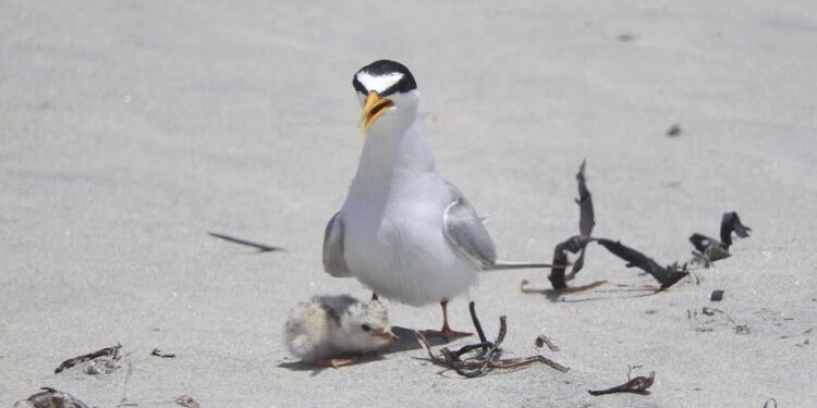 Reportan positiva temporada de anidación del gallito marino en Estero de San José del Cabo