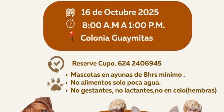 Realizarán campaña gratuita de esterilización de mascotas este jueves en San José del Cabo