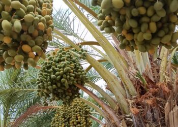 Destaca SEPADA producción de más de 600 toneladas de dátil en Mulegé