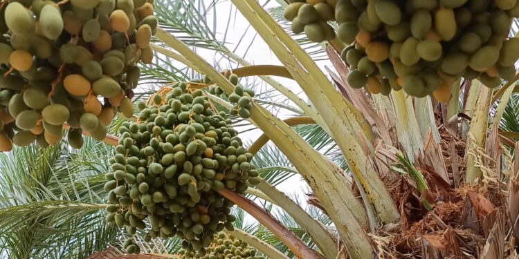 Destaca SEPADA producción de más de 600 toneladas de dátil en Mulegé