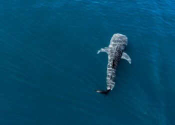 🐋💙 Ayuntamiento de La Paz invita a disfrutar y respetar la temporada de nado con tiburón ballena