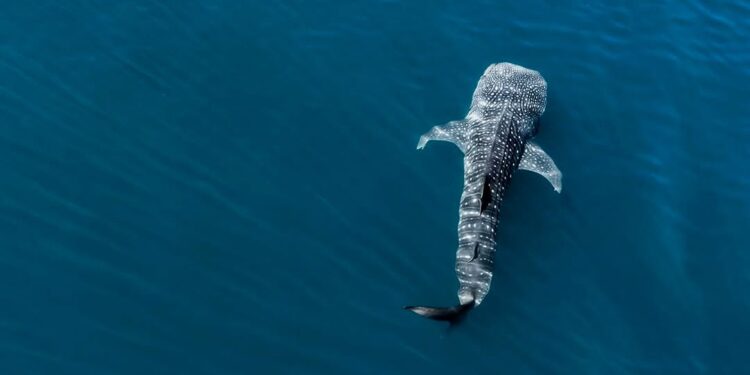 🐋💙 Ayuntamiento de La Paz invita a disfrutar y respetar la temporada de nado con tiburón ballena