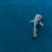 🐋💙 Ayuntamiento de La Paz invita a disfrutar y respetar la temporada de nado con tiburón ballena