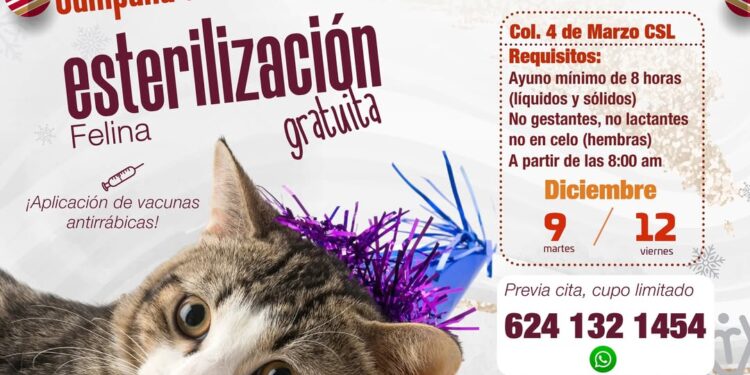 Realizarán campaña gratuita de esterilización felina en Cabo San Lucas